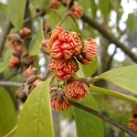Sycopsis sinensis 2